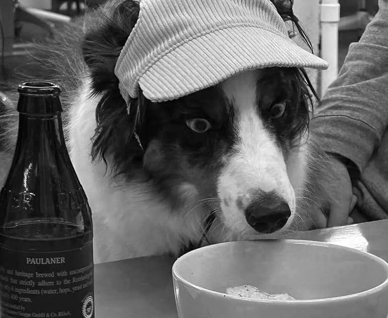 Artie team dog wearing a cap